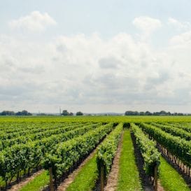 PIONEERING AUSTRALIAN WINE MAKING ITS WAY TO CHINA PIONEERING AUSTRALIAN WINE MAKING ITS WAY TO CHINA